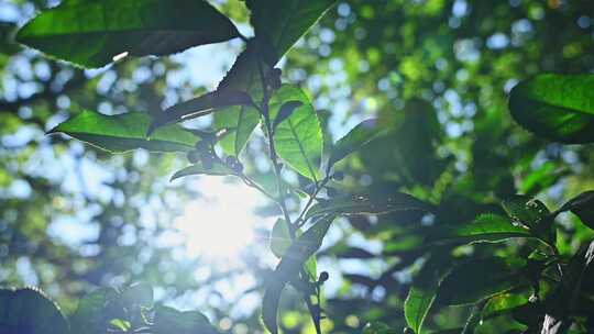 阳光下的茶园绿茶茶树叶子茶籽光影