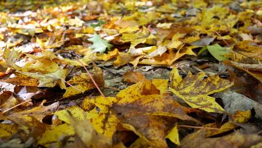 秋天地下飘落的叶子视频素材模板下载