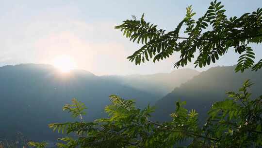 大山里清晨的阳光和树叶