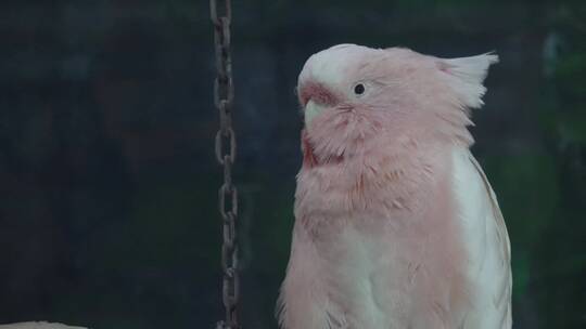 【镜头合集】白色凤头鹦鹉大型鸟类保护