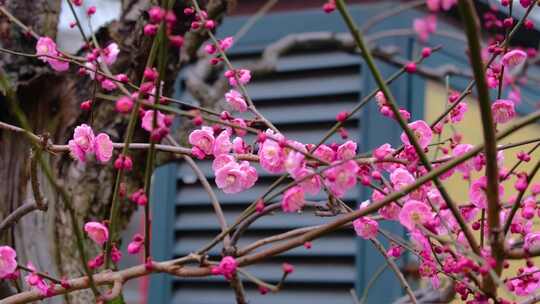 春天梅花开了风景视频素材