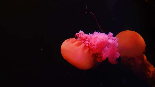 红色水母海底世界海洋馆水族馆