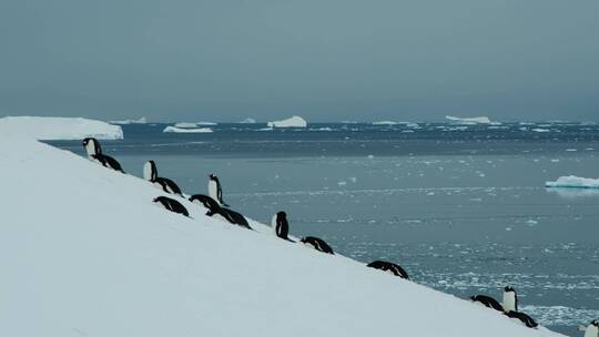 南极大陆企鹅