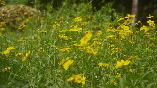 户外野花 山野 野菊花 花海