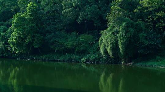 树木湖泊自然风景