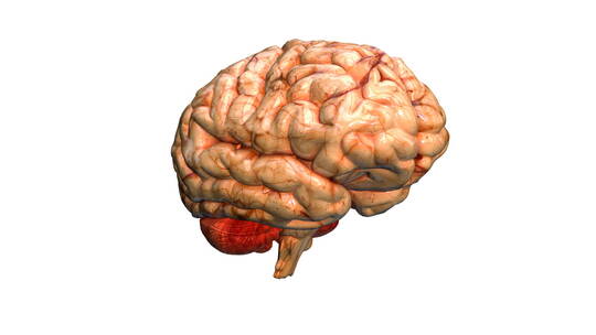 医学 大脑 脑科学 三维 脑ct1 模型