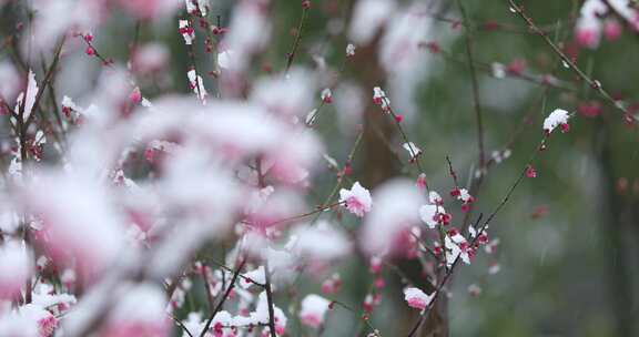 冬季下雪红梅花盛开红梅傲雪