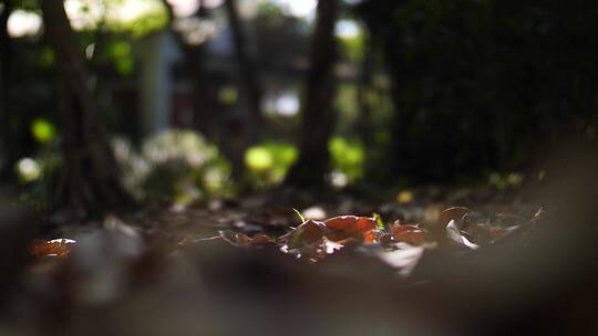 秋天落叶枯树叶慢镜头视频素材