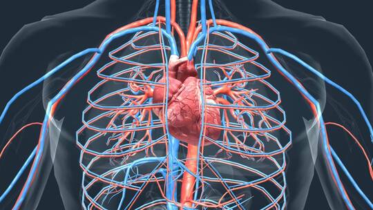 心脏 心血管系统 心跳 循环系统三维动画