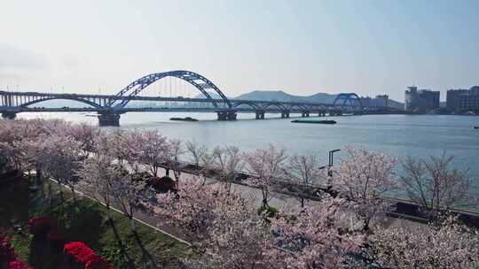 杭州滨江樱花跑道