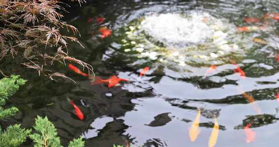 杭州径山寺许愿池锦鲤游泳慢镜头