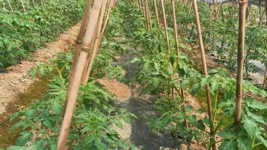 春季农业种植大棚西红柿