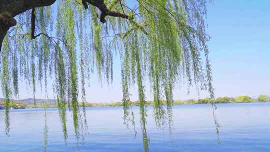 【合集】杭州西湖春天风景