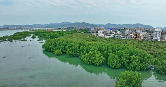 盐洲红树林保护区惠东候鸟白沙村