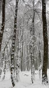 白茫茫的森林里积雪压断树枝