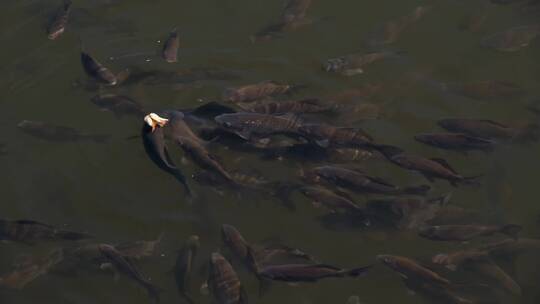 鱼群在河里争夺食物
