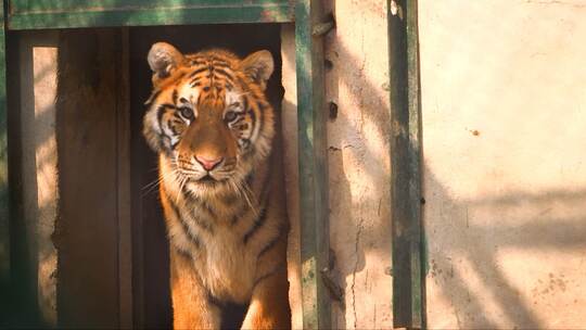 老虎 动物园的老虎 笼子里的老虎视频素材模板下载