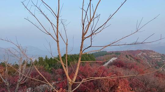 济南蚰蜒山满山红叶