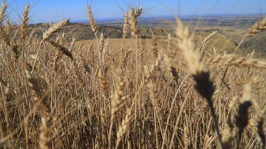 秋天成熟的小麦麦穗特写