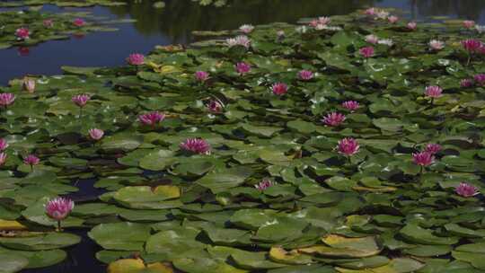池塘里的睡莲水面上的睡莲美丽的叶子白色的