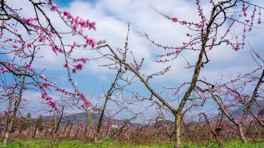 春季桃花自然花期粉色唯美延时农业种植果园视频素材模板下载