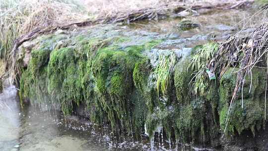 长满青苔岩石上的流水