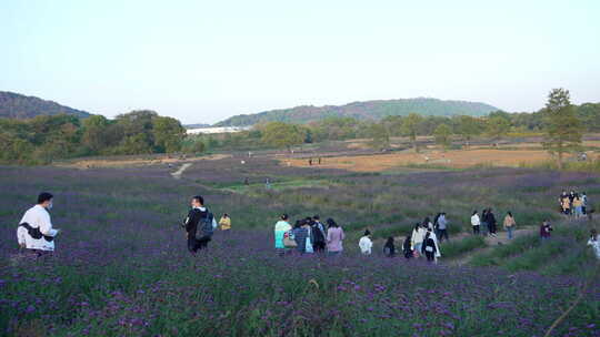 武汉洪山区光谷花海薰衣草