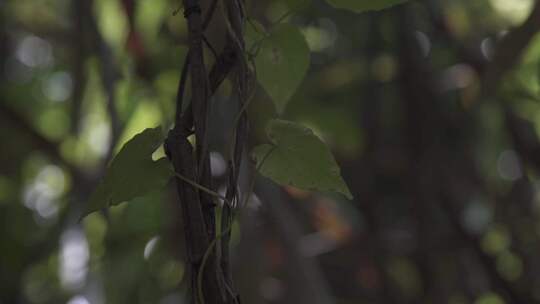 深圳梧桐山绿色生态