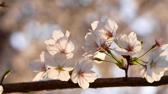 春天公园里樱花盛开