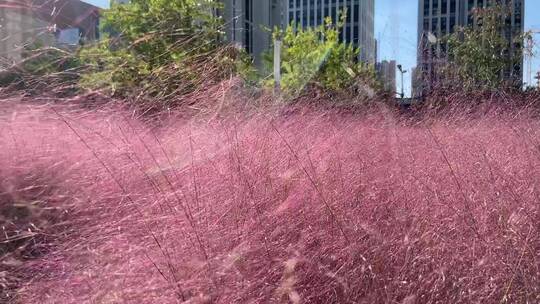 济南泉城人才公园，粉黛花海、城市绿的草坪