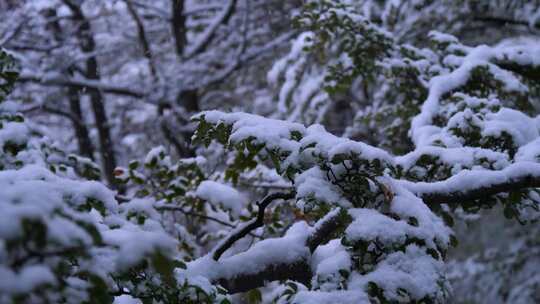 积雪覆盖树木的冬日自然景象