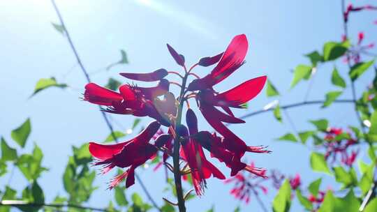 龙牙花牙花花朵花象牙红龙芽花