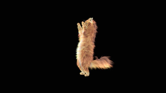 跳啦啦操的卡通猫视频素材模板下载