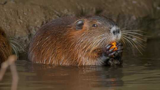 海狸鼠、食草动物、Coypu、啮齿动物