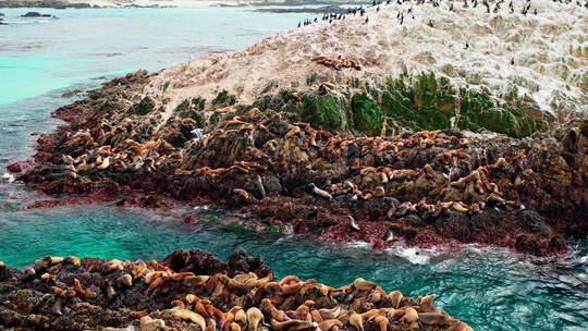 太平洋鸟岩上的许多海豹或海狮。加州蒙特雷视频素材模板下载