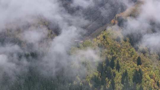 青海互助北山秋林云海航拍视频