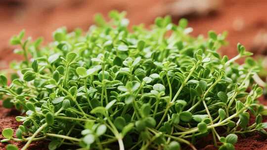 清新露珠挂绿叶特写展示