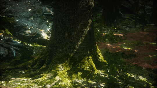 绿林中长着地衣和苔藓的老树