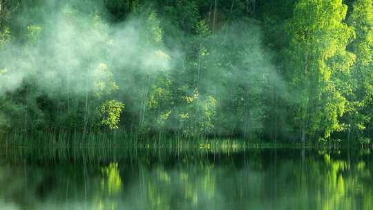 湖边竹林