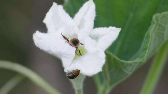 蜜蜂田园舞：蒲瓜花下的甜蜜采集