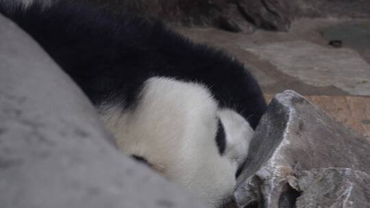 一直正在睡觉的大熊猫