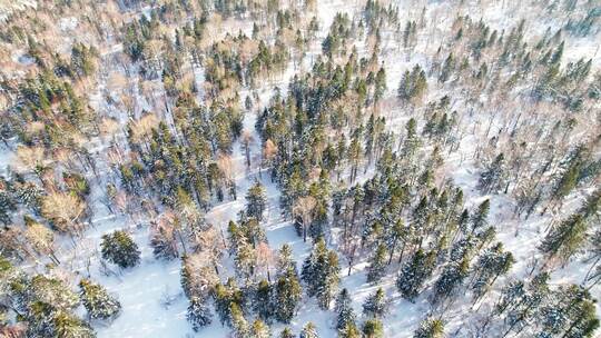 中国黑龙江大兴安岭雪原森林雪景航拍