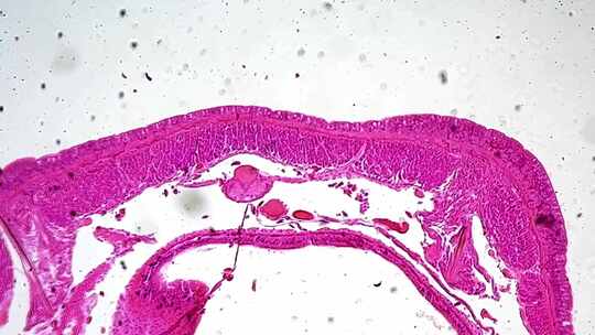 蚯蚓横切面显微镜观察