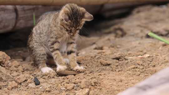 野猫抓鱼、嬉戏