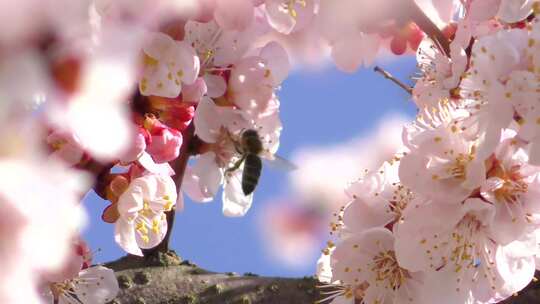 春天梨花 苹果花 杏花盛开视频