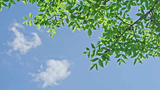小清新夏日唯美空镜头 立夏 夏至