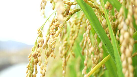 稻谷稻米稻田稻穗丰收秋收雨水雨季
