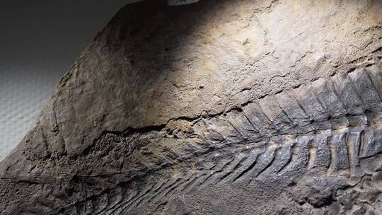 考古恐龙化石爬虫化石