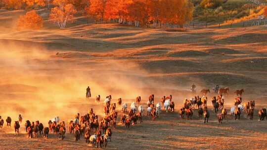 草原上群马奔腾的壮丽景象