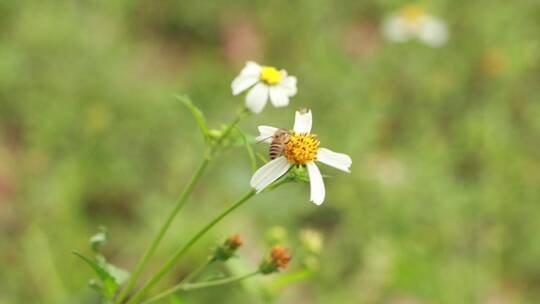 采蜜的蜜蜂